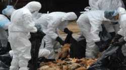 الصين تبلغ عن تفشي لأنفلونزا الطيور في مقاطعة جيانغسو شرقي البلاد