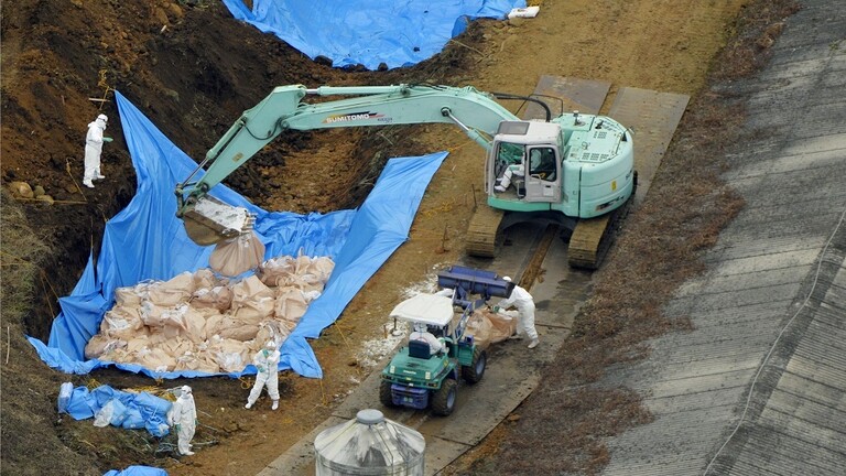 اليابان.. إبادة نحو 250 ألف دجاجة إضافية بسبب تفشي إنفلونزا الطيور