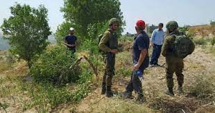 مستوطنون صهاينة يقتلعون 40 شتلة زيتون ويسرقونها في جالود بنابلس