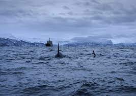 مدمرة أسترالية تقتل حوتين نادرين قبالة سواحل الولايات المتحدة