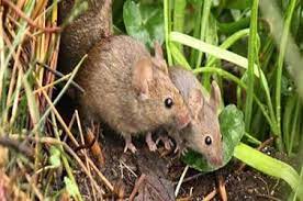 ملايين الفئران تجتاح المدن الأسترالية