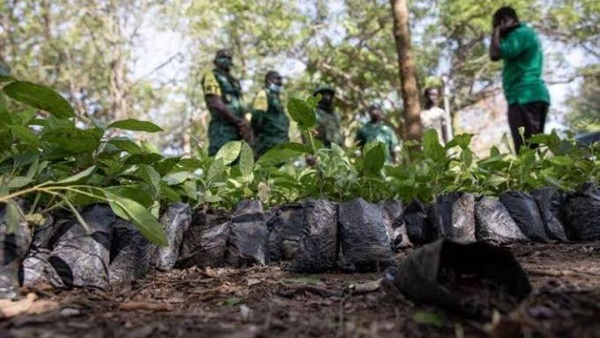 غانا تزرع 5 ملايين شجرة في يوم واحد لمكافحة آثار إزالة الغابات