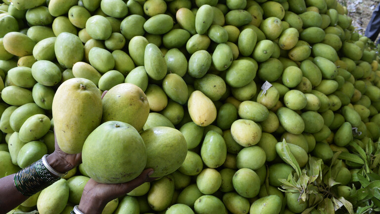 هندي يستأجر فريقا من الحراس ويعلق كاميرات مراقبة لحراسة أغلى مانجو في العالم