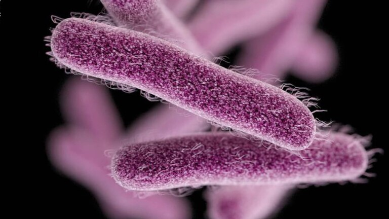 “شيغيلا” تثير مخاوفا في الأردن.. والسلطات تتحرك