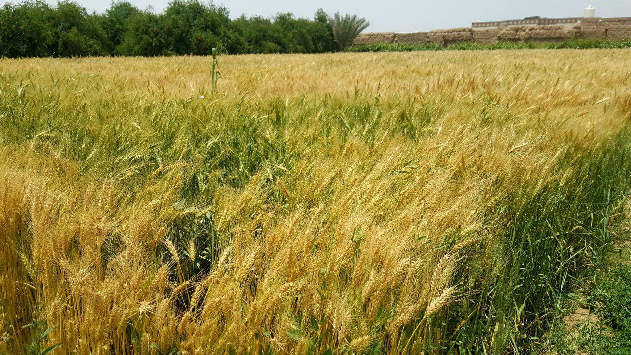 “تهديد لملايين الفقراء”.. هكذا تتضرّر مصر بشدة من ارتفاع أسعار القمح عالمياً، وهذه خيارات الدولة لحمايتهم