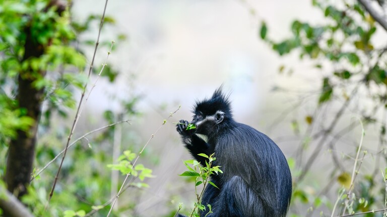 الصحة العالمية تعلن عن ظهور حالات مؤكدة بجدري القردة في 5 بلدان شرق المتوسط