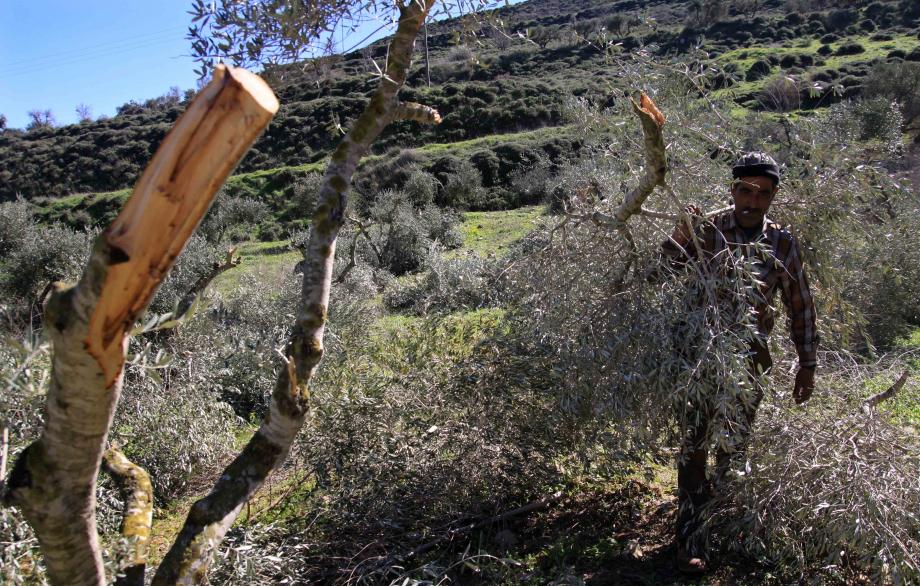  العدو الصهيوني يقتلع 100 شجرة زيتون معمرة شرق الخليل