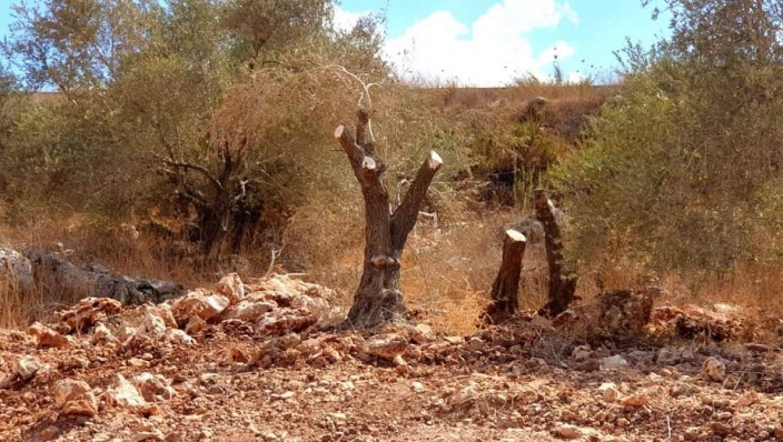 سلطات العدو الصهيوني تجرف أراضي وتقتلع أشجار الزيتون في بلدة الزاوية