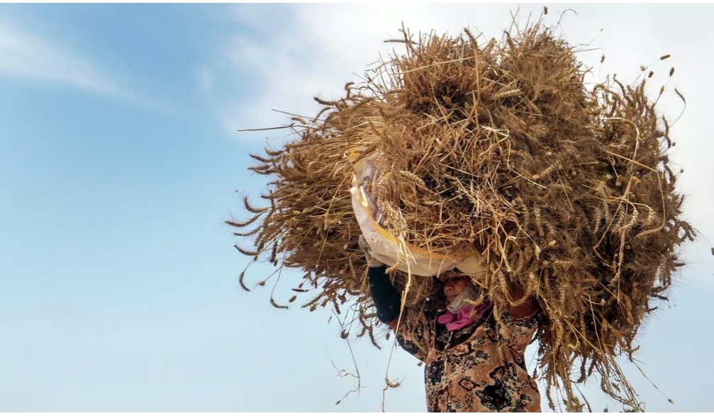 أوكرانيا تعتزم خفض زراعة القمح العام الجاري بأكثر من 20%