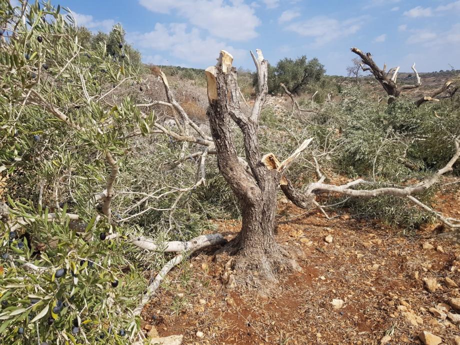 العدو الصهيوني يقتلع 2000 شجرة زيتون غرب سلفيت