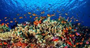 اليونسكو توصي بإدراج الحاجز المرجاني العظيم على قائمة المواقع “المعرضة للخطر”