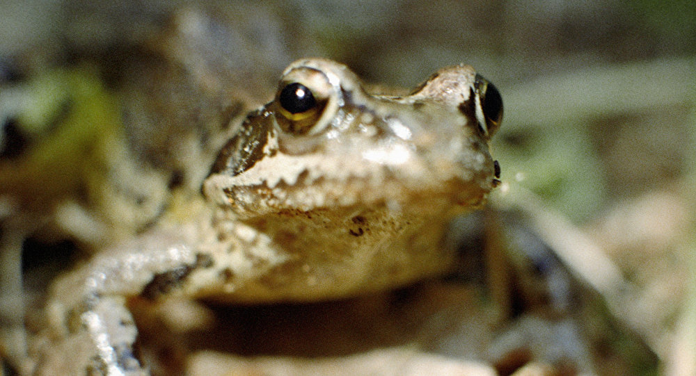 “ملك التمويه”  في الهند.. “ملك التمويه”  في الهند..