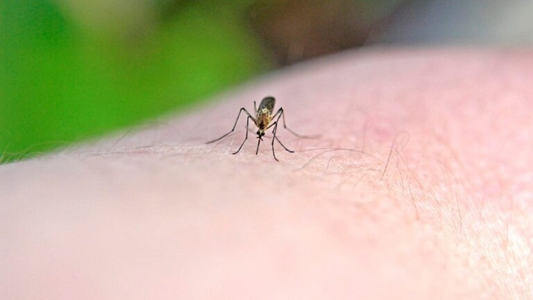 مادة جديدة تحمي من البعوض 8 ساعات