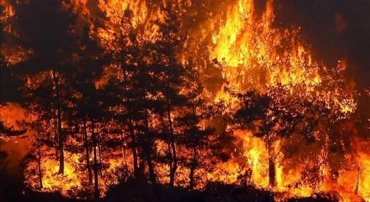 اندلاع أكثر من 220 حريقًا بسبب ارتفاع درجات الحرارة في الأراضي الفلسطينية المحتلة