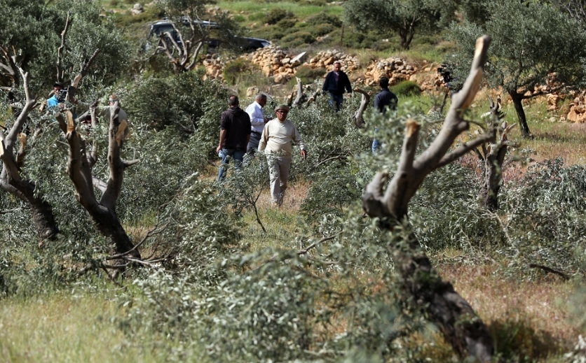 مستوطنون يجرفون أراضي جنوب نابلس ويحطموا أشتال زيتون في رام الله