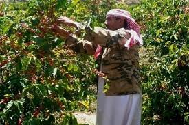 البن اليمني.. جودة وشهرة عالمية