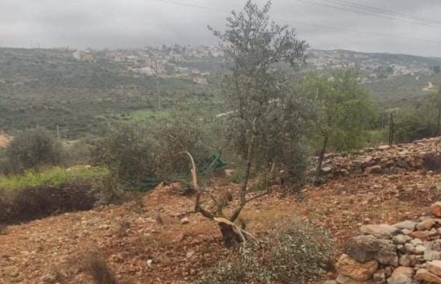 العدو الصهيوني يمنع المزارعين الفلسطينيين من قطف الزيتون في سلفيت ومغادرة أراضيهم