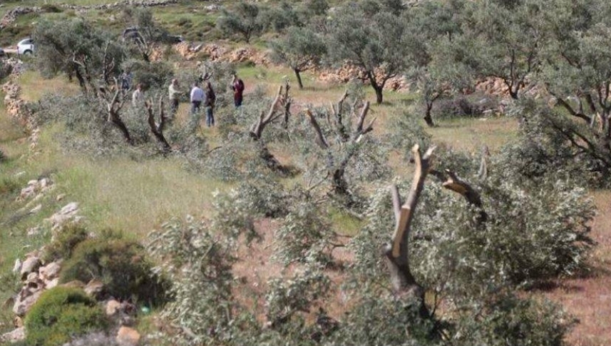 مستوطنون يعتدون على الرعاة بالأغوار ويحطمون 50 شجرة جنوب نابلس