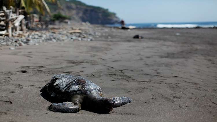 اكتشاف درع سلحفاة برقبة أفعى في الصين عمره 150 مليون اكتشاف درع سلحفاة برقبة أفعى في الصين عمره 150 مليون