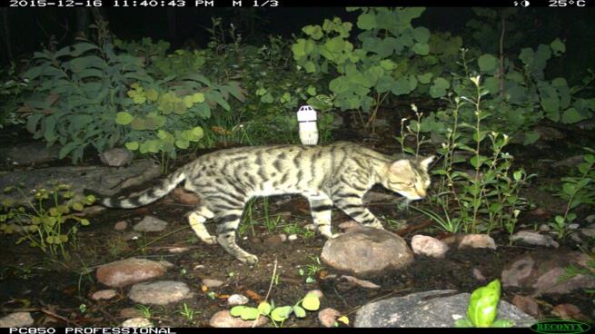 قطط أسترالية متوحشة تأكل 650 مليون كائن زاحف سنوياً قطط أسترالية متوحشة تأكل 650 مليون كائن زاحف سنوياً