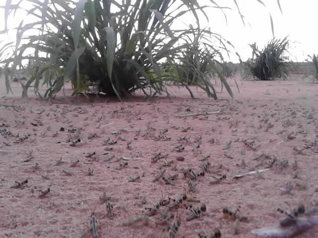 تنفيذ أعمال رش ومكافحة للجراد الصحراوي في السهل التهامي