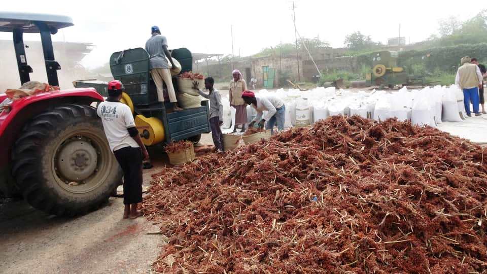 مؤسسة الحبوب تحصد الدخن والذرة للموسم الخريفي في سردود بالحديدة