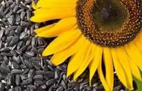 بذور عباد الشمس مفيدة للصحة والجمال بذور عباد الشمس مفيدة للصحة والجمال