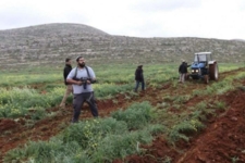 مستوطنون يشرعون بتسييج وزراعة أرض في وادي الفاو بالأغوار الشمالية