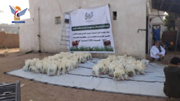 توزيع الأضاحي بمديريتي سحار والصفراء في صعدة