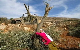 من فلسطين إلى عفرين.. لماذا تُقتلع أشجار الزيتون؟