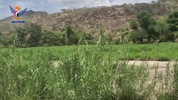 مناقشة آلية إصلاح الجانب الزراعي والتنموي في المغربة بمحافظة حجة 