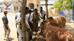 مكتب الصحة بالحديدة يسيّر قافلة أضاحي لمرابطي جبهة الساحل الغربي