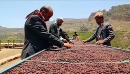 البن اليمني .. استراتيجية للتنمية وخطط لرفع الصادرات إلى 50 ألف طن