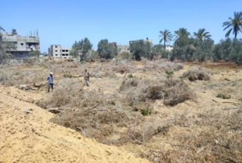 "أونروا" تحذر من ارتفاع أسعار المواد الغذائية بغزة نتيجة تدمير "إسرائيل" الأراضي الزراعية