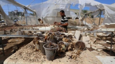 استشاري بيطري يحذّر من تداعيات كارثة تدمير قطاع الإنتاج الزراعي الحيواني في غزة 