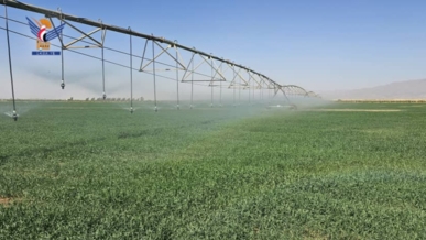 الجوف .. زراعة 17 ألف و600 هكتاراً من الحقول بمحصول القمح 