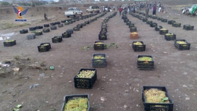   صنعاء .. قافلتان عنب من بني حشيش دعماً للمرابطين