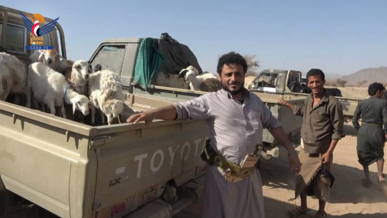 وزارة الإدارة والتنمية المحلية تقدّم قافلة أضاحي للمرابطين بجبهة ملعاء في الجوبة