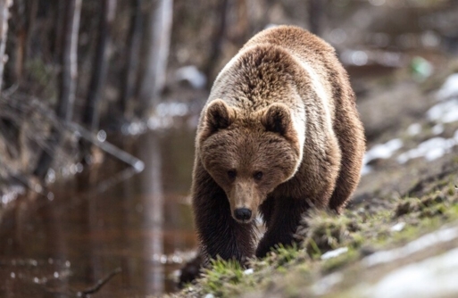 بيلاروسيا تسمح بصيد الدببة لأول مرة منذ عام 1990