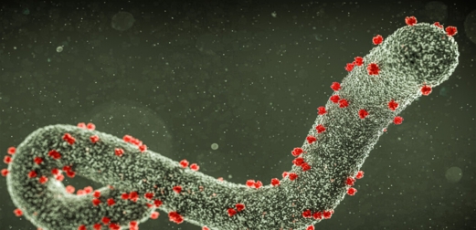 منظمة الصحة العالمية تحذر من تفشي فيروس "ماربورغ" القاتل في إثيوبيا