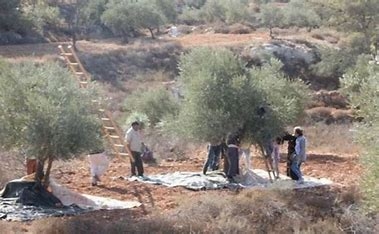 مستوطنون صهاينة يقطعون ٢٤٠ شجرة زيتون ولوز شرق الخليل