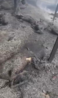 مستوطنون يعتدون على الممتلكات الفلسطينية ويحرقون عشرات الأغنام بالخليل