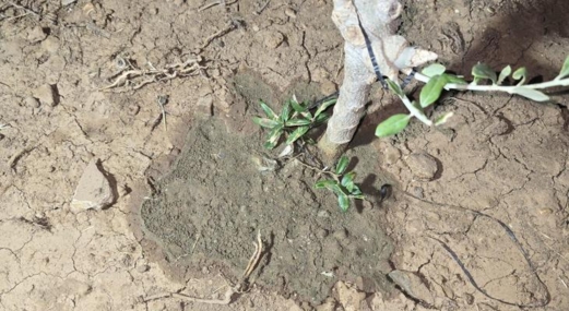 مستوطنون يرشون مواد سامة على اشتال زيتون جنوب الخليل