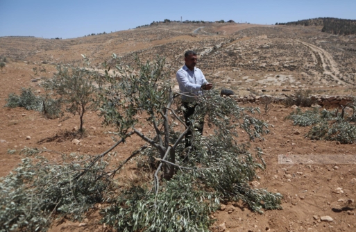  مستوطنون يحرقون "كرفانا" وجرافة شرق رام الله وآخرون يسرقون مركبة جنوب نابلس ويقطعون عشرات أشجار الزيتون شمال القدس