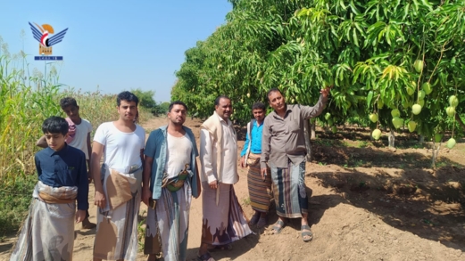 نزول ميداني لمزارع المانجو بتهامة للتحقق من جاهزية المحصول للتصدير