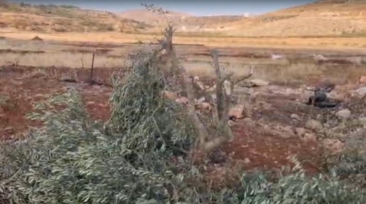 مستوطنون يطاردون رعاة الماشية في "تل ماعين" جنوب الخليل.. ويقطعون نحو 100 شتلة زيتون شمال شرق رام الله