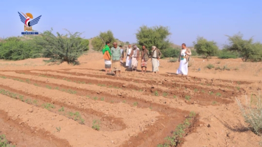 تدشين موسم الزراعة الشتوية لمحصول الذرة الشامية في تعز
