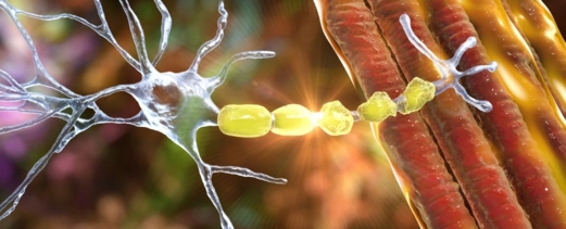 قد يبدأ دماغك في "أكل نفسه" أثناء ممارسة تمارين التحمل الشاقة .. وفقا لدراسة