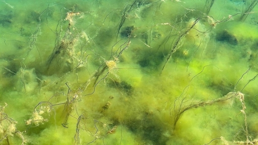 علماء روس يطورون مادة من الطحالب تمتص المواد المشعة