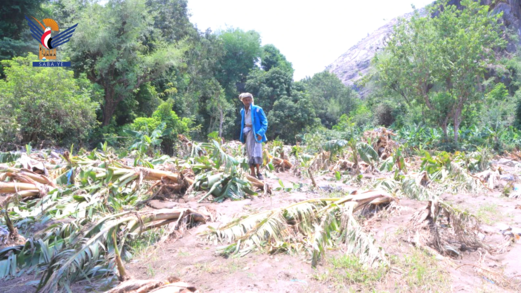 تعز.. تفقد أضرار السيول في الأراضي الزراعية بمديرية شرعب الرونة